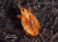 acari-vreditel:hystripalpus_russulus_9.jpg