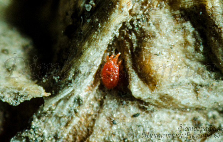 Плоскотелка можжевельниковая Pentamerismus juniperi