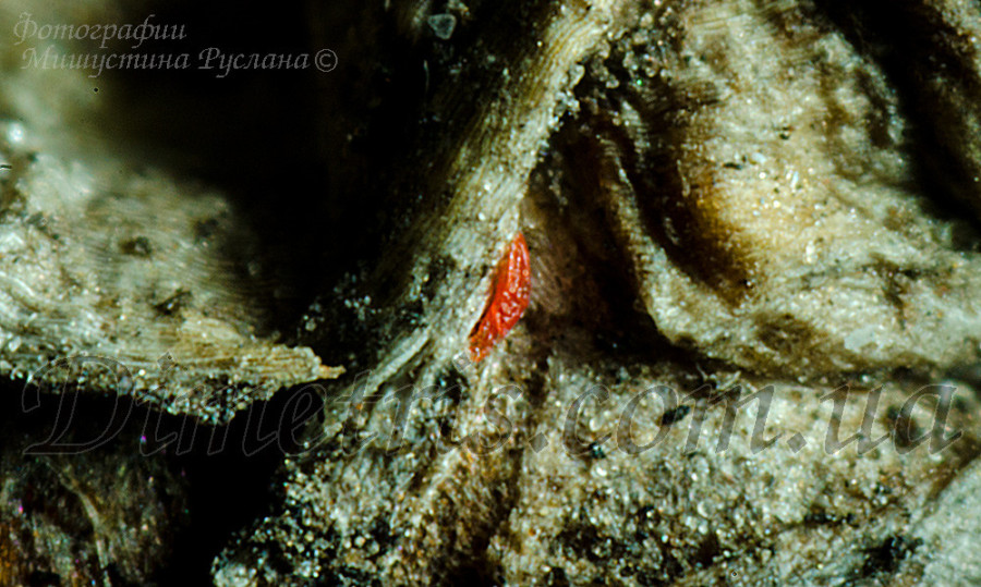 Плоскотелка можжевельниковая Pentamerismus juniperi