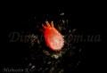 acari-vreditel:pentamerismus_sp_11.jpg