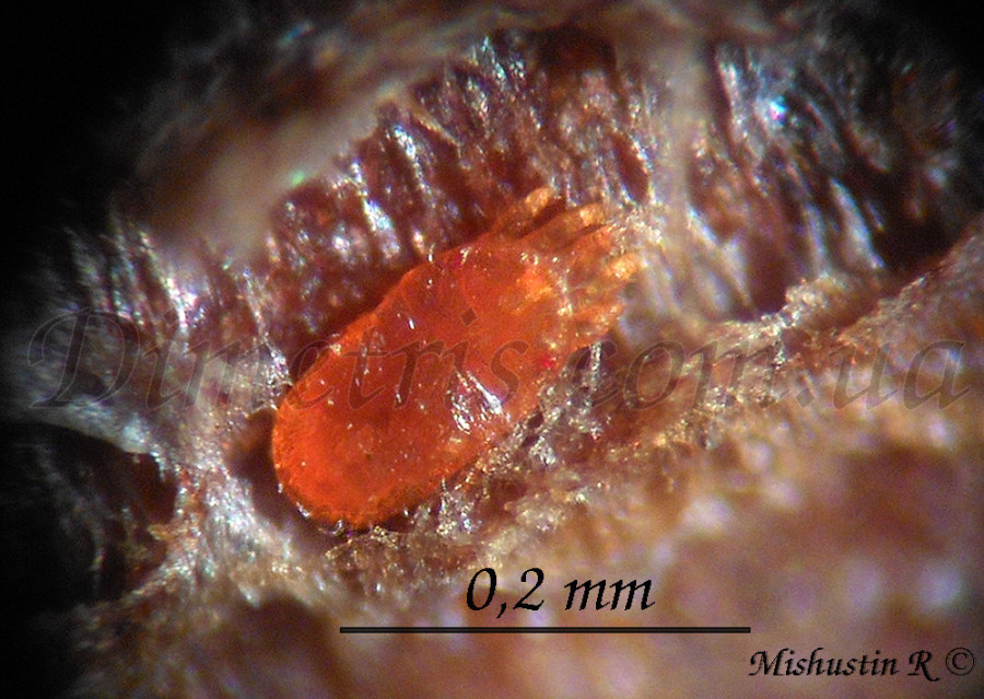 Плоскотелка Pentamerismus Плоскотелка Pentamerismus