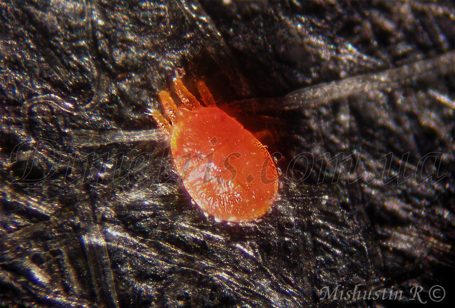 Плоскотелка можжевельниковая Pentamerismus juniperi Плоскотелка можжевельниковая Pentamerismus juniperi