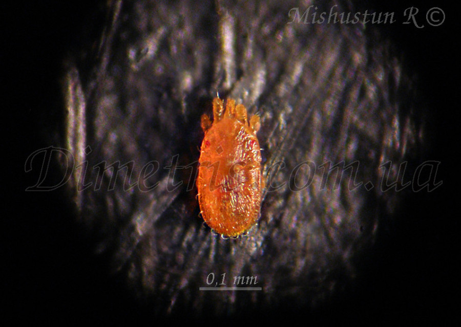 Плоскотелка можжевельниковая Pentamerismus juniperi