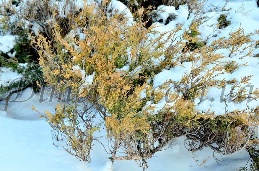 pentamerismus_sp_24.jpg