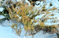 acari-vreditel:pentamerismus_sp_24.jpg