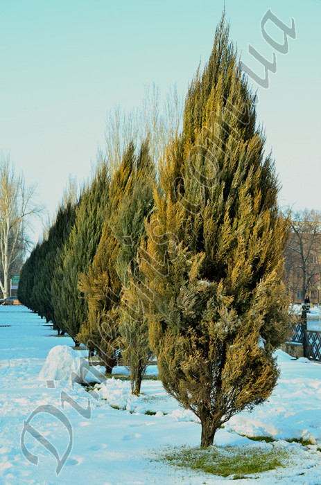 pentamerismus_sp_25.jpg pentamerismus_sp_25.jpg