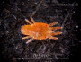acari-vreditel:tenuipalpus_pacificus_4.jpg