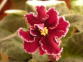 dimetris.com.ua:альбомы:анисья:red_lantern.jpg