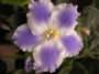 dimetris.com.ua:альбомы:анисья:sapphire_ice.jpg