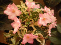 dimetris.com.ua:альбомы:анисья:willodene.jpg