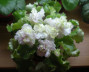 dimetris.com.ua:альбомы:галинка:irish-cream.jpg