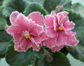 dimetris.com.ua:альбомы:галинка:island_coral.jpg