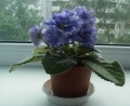 dimetris.com.ua:альбомы:елена555:ек-мраморный_аполлон.jpg
