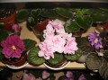 dimetris.com.ua:альбомы:елена555:pink_amiss.jpg