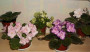 dimetris.com.ua:альбомы:елена555:rousie_ruffles.jpg