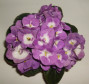 dimetris.com.ua:альбомы:елена555:valeska.jpg