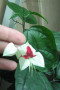dimetris.com.ua:альбомы:жилина_светлана:клеродендрум.jpg