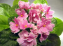 dimetris.com.ua:альбомы:иринка:pink_amiss.jpg