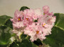 dimetris.com.ua:альбомы:иринка:pink_chablis.jpg
