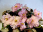 dimetris.com.ua:альбомы:иринка:pink_jade.jpg