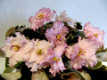 dimetris.com.ua:альбомы:иринка:pink_jade.jpg