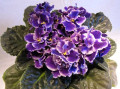dimetris.com.ua:альбомы:иринка:rhapsody_cora.jpg