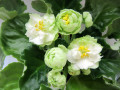 dimetris.com.ua:альбомы:иринка:spring_rose.jpg
