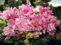 dimetris.com.ua:альбомы:иринка:suncoast_ruffled_delight.jpg