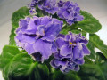 dimetris.com.ua:альбомы:иринка:vinces_choise.jpg