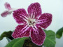 dimetris.com.ua:альбомы:ириша:bristols_ravishing_ruby.jpg