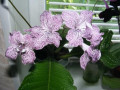 dimetris.com.ua:альбомы:ириша:hototogisu.jpg