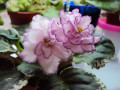 dimetris.com.ua:альбомы:ирчик:elizabeth.jpg
