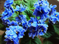 dimetris.com.ua:альбомы:ирчик:vinces_chois.jpg