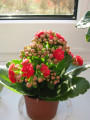dimetris.com.ua:альбомы:куки:каланхое.jpg