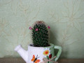 dimetris.com.ua:альбомы:куки:маммилярия.jpg