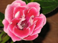 dimetris.com.ua:альбомы:лариса:самбалина.jpg