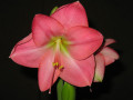 dimetris.com.ua:альбомы:лариса:susan.jpg