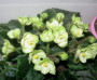 dimetris.com.ua:альбомы:лилюся:emerald_love.jpg