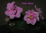dimetris.com.ua:альбомы:лилюся:pink_amiss.jpg