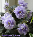 dimetris.com.ua:альбомы:лора:ruffled.jpg