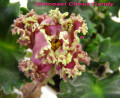dimetris.com.ua:альбомы:лора:suncoast.jpg