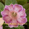 dimetris.com.ua:альбомы:марина:вишневая_метель.jpg