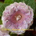 dimetris.com.ua:альбомы:марина:клеопатра.jpg