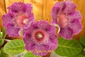 dimetris.com.ua:альбомы:марина:ситец_малиновый.jpg