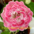 dimetris.com.ua:альбомы:марина:шарм.jpg