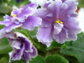 dimetris.com.ua:альбомы:мечта:louisiana_lullaby.jpg