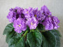 dimetris.com.ua:альбомы:мячик:enchanting_pink.jpg
