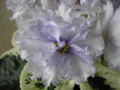 dimetris.com.ua:альбомы:мячик:lyons_early_spring.jpg