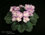 dimetris.com.ua:альбомы:мячик:ness_satin_rose.jpg