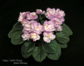 dimetris.com.ua:альбомы:мячик:ness_satin_rose.jpg